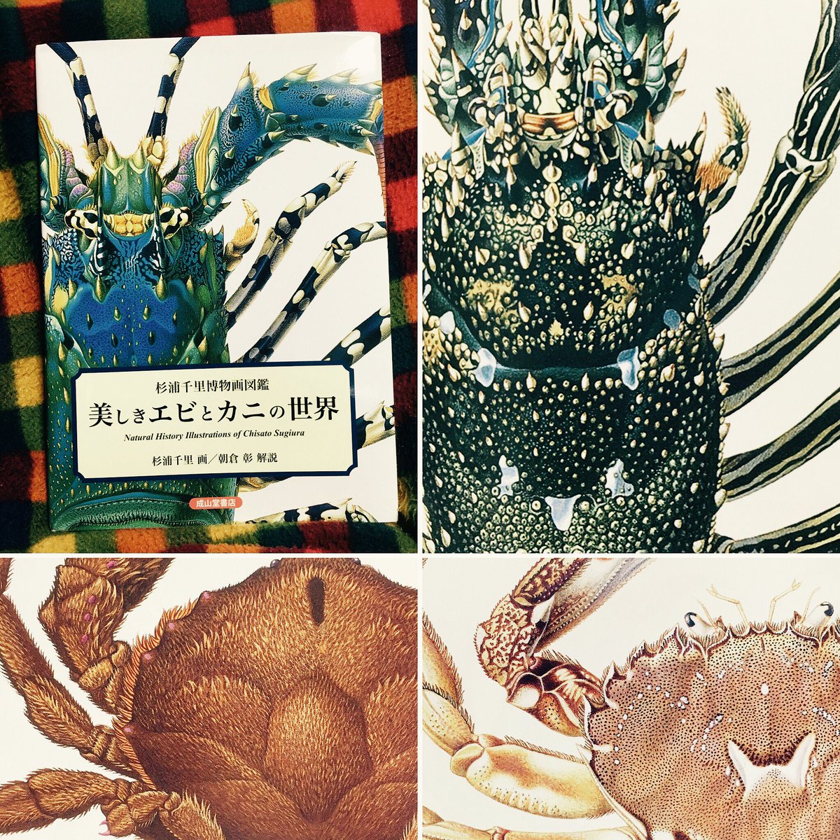 トミイマサコ 杉浦千里博物画図鑑 美しきエビとカニの世界 は とってもカワイー 本 緻密な描き込みに痺れるのです Rt T Co Qprqj8lfe1