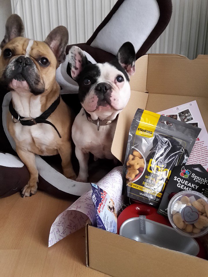 vivadogsUK's tweet photo. We wish you a #happy #Wednesday! :)
#barkbeats #dogs #dogsoftwitter https://t.co/vEtcKlpK0d