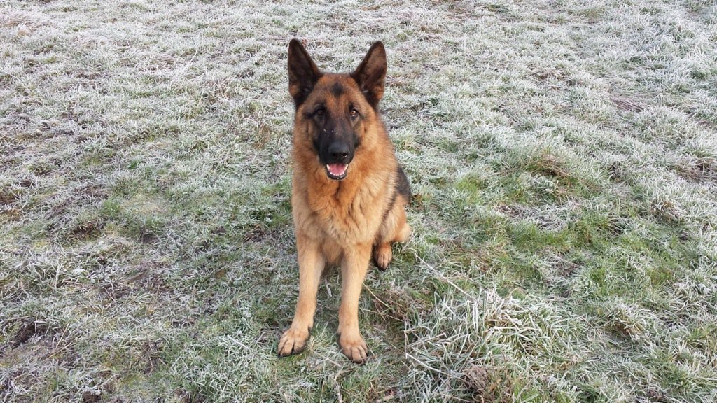 NSPoliceDogs's tweet photo. PD Jackson called following a pursuit & 2detained, successfully locating stolen car keys #KeyEvidence https://t.co/y9BJiRMdOU