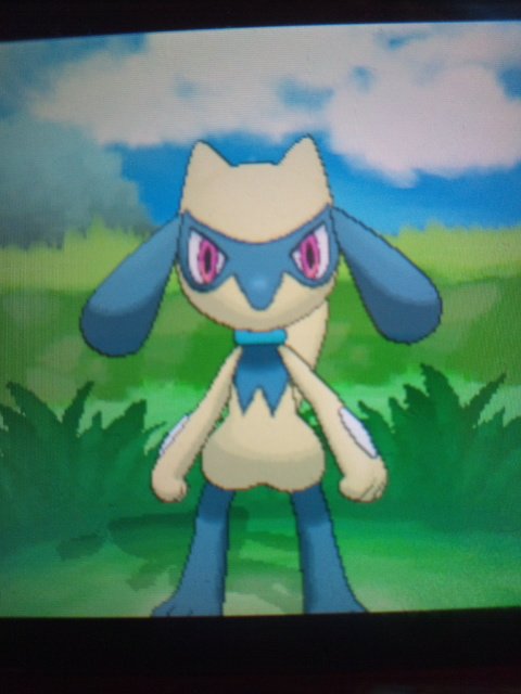 最高かつ最も包括的なポケモン Xy ポケトレ 使い方 ただぬりえ