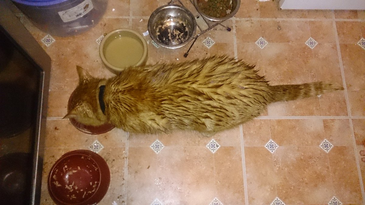 KerenzaJinks's tweet photo. Soggy moggy maximus. Lol https://t.co/nSpnOOLMKE