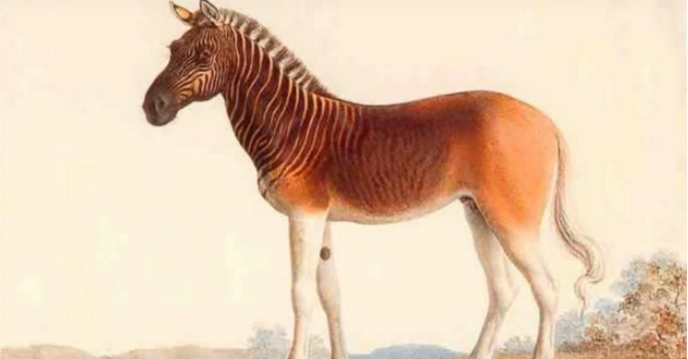 Scienza, come ti riporto in vita una zebra estinta linkiesta.it/it/article/201…