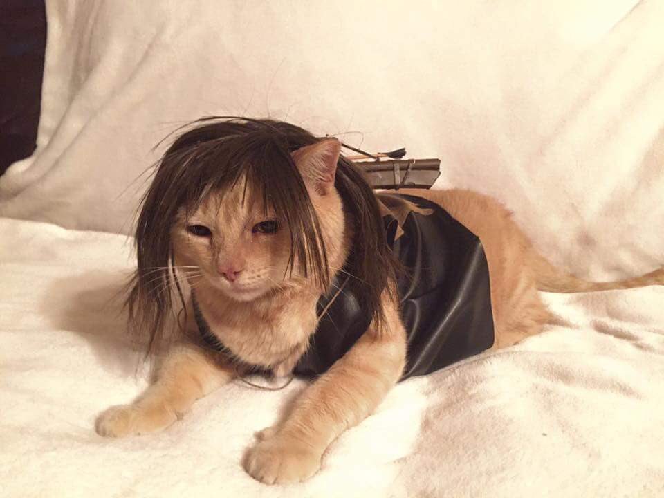 GordonHarmony's tweet photo. @PatriciaHeaton @WalkingDead_AMC Costume & makeup people do cool stuff ! #CatsOfTwitter #TWDhumor https://t.co/IIeHrKnaRB