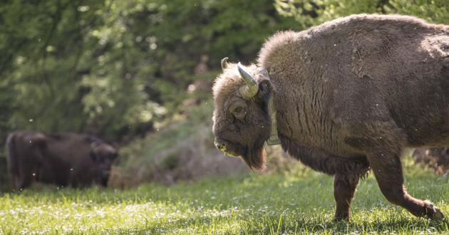 Scopri quale animale si è estinto l’anno in cui sei nato linkiesta.it/it/article/201…