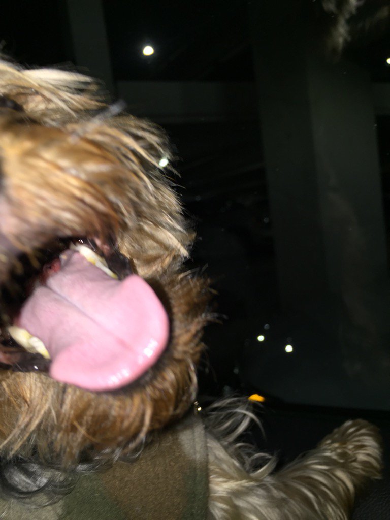 RyderEG's tweet photo. Don't mess w me.  #fiercedog https://t.co/ZlEkyJ7GjV