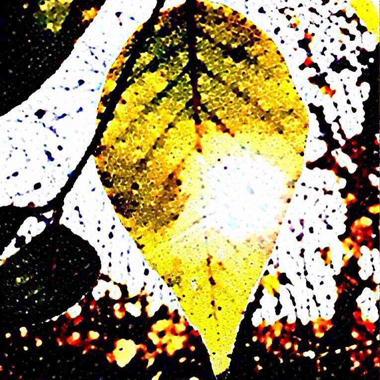 dreamifyio's tweet photo. IMAGE OF THE DAY: Dillon Matthew's leaf takes on gorgeous hues &amp; a marvelous texture with Asphalt #dreamify https://t.co/nZ49BzUn3Z