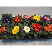 MEERgroothandel's tweet photo. Deze week in de spotlights: koubestendige planten. Daarom de volgende 3 promo's: Primula, Buxus d40 en Narcis tete! https://t.co/F5bQPnsWIx