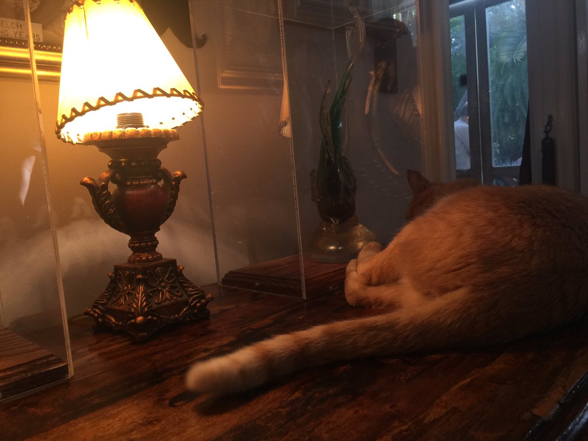 VisitUSAItaly's tweet photo. Let me sleep in #WorldCatDay in #KeyWest #Hemingwayshouse https://t.co/h6ktQVRikS