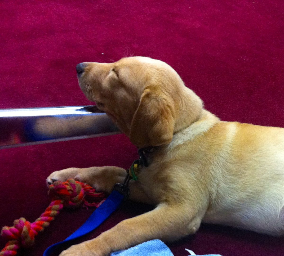CaitlinMcD's tweet photo. Huge thanks to @KellyREDUNIT and @LTUresearchers for accommodating this little pup in training today #teachingready https://t.co/8LNyibran8