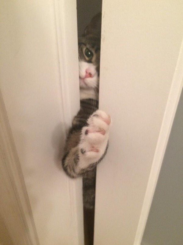 CatsLoveSpace's tweet photo. When you don't let the cat in the bathroom with you https://t.co/qkwyjT4NNb