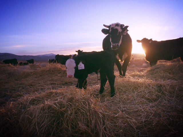 Good morning from our newest ranch resident