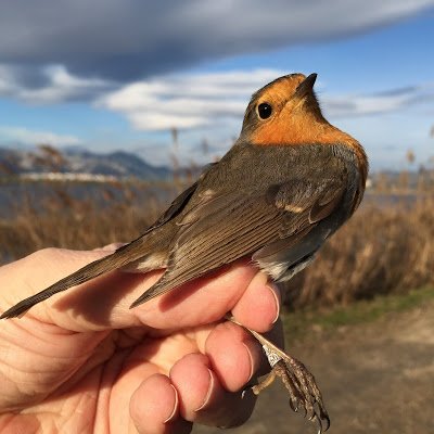 El Retorno del Rey (enésima parte) en un día ventoso en el Marjal de #PegoOliva …deanillamientopitroig.blogspot.com.es/2016/02/el-ret…