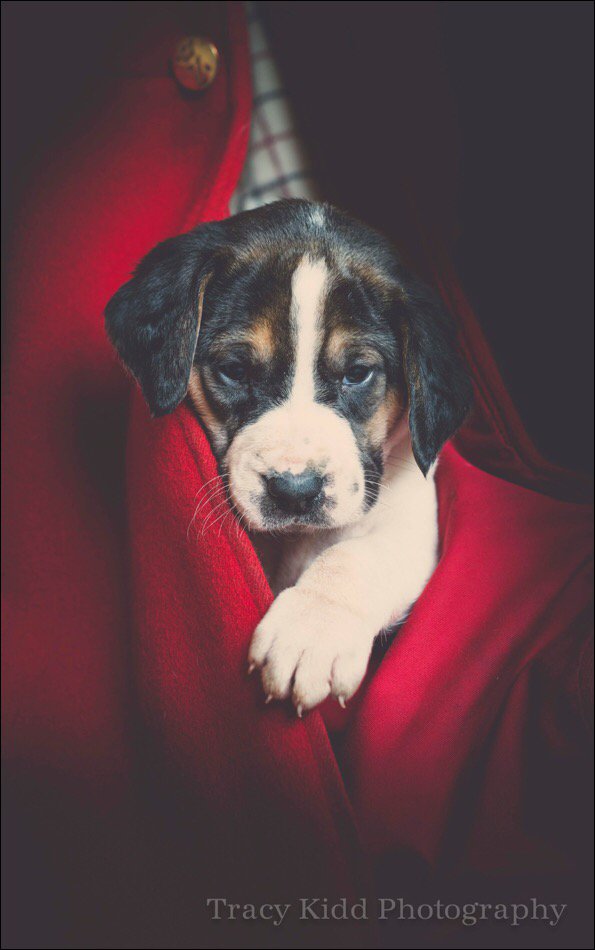 Nearly the end of the season but going to love watching these Zetland pups grow up. <a href="/bailyshunting/">Bailys Hunting</a> <a href="/HOUNDS_Magazine/">HOUNDS_Magazine</a>