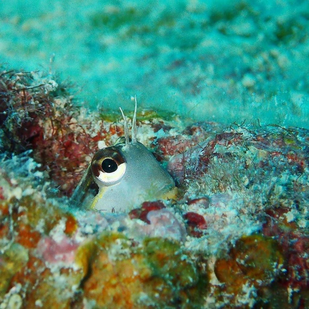 yucatango's tweet photo. Just one of the #Amazing creatures you can find in #Okinawa while #Scuba #Diving #Travel https://t.co/clDsXeM6vT https://t.co/aajymyYExz