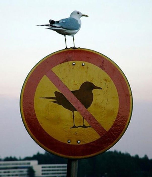 Fågel som sitter på skylt med förbud mot fåglar