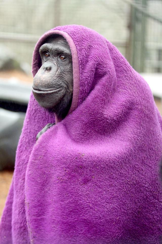 monkey in purple dress From the weekend our purple princess #Nakima. This girl really loves her purple & she chooses her own blankets