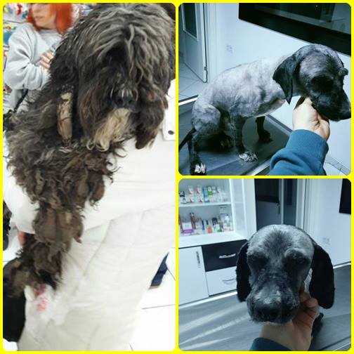 ANKARA / ZİNCİRE VURULMUŞ BİR TERRIER #ACİLYUVA ARIYOR
05074438696 - 05466185862 facebook.com/evkopegi/photo…