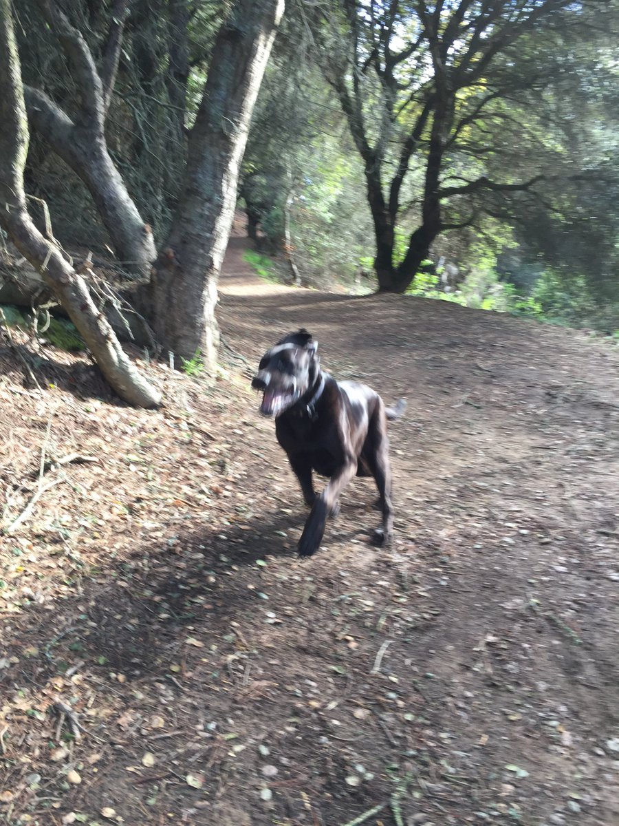 greg_lesko's tweet photo. #MorningRun with my #bestbuddy #DuketheGreatDane https://t.co/QZ8IiUqhxc
