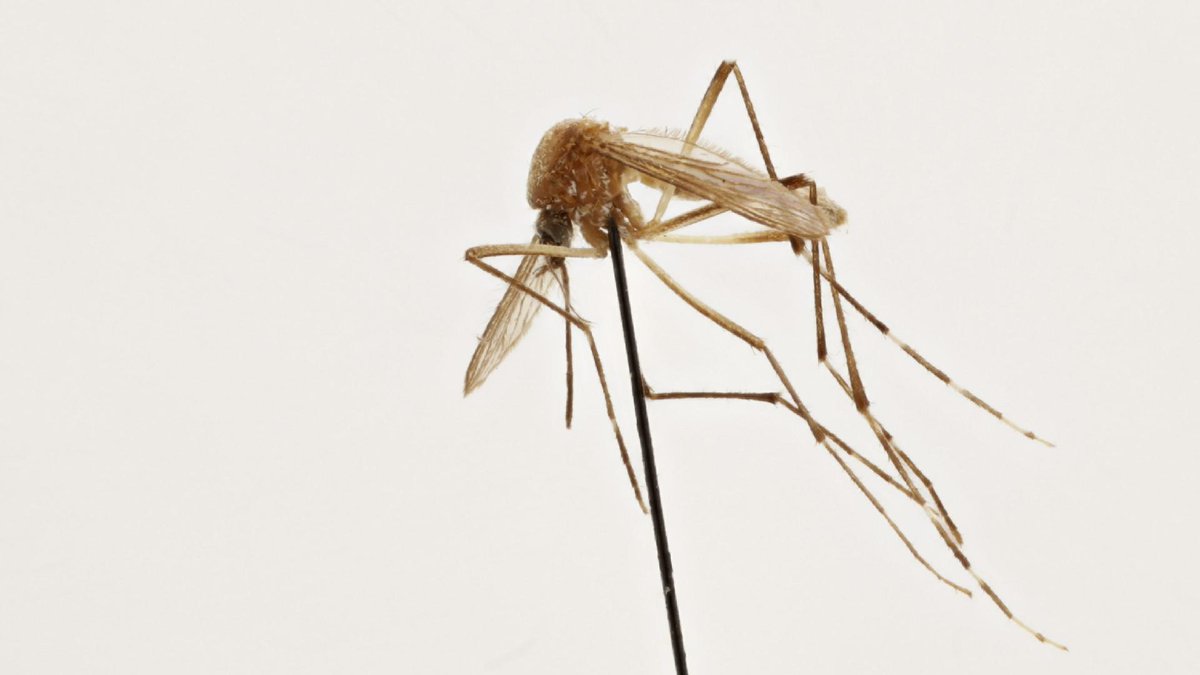 ZooSphereNet's tweet photo. New Hi-Res Image Sequence: Aedes aegypti (#Zika Virus Vector)
https://t.co/5i9YqEoCgP
#Macro #Nathist #ZooSphere https://t.co/9QTpqs0MIp