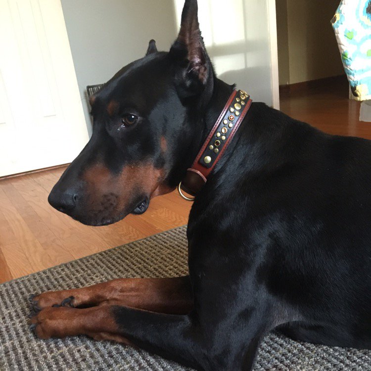 EricaLonabaugh's tweet photo. Dawkins in his new custom Artemis collar via @CACollarCo 😍 #dobermanpinscher #doberman #dobie https://t.co/ArqGb3SzoE