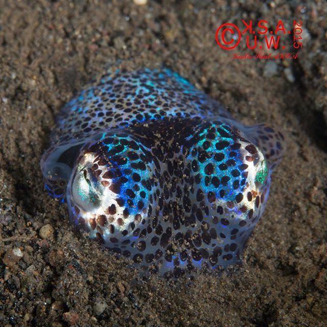 PADI's tweet photo. Fact: bobtail #squid can control their brightness. Pic by 'kadir_suat_akca_uwp' - more at https://t.co/ljFWmHZ7Tg https://t.co/y3da5R2RMj