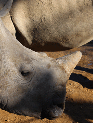 CotsWildTweets's tweet photo. Baby Ian the Rhino getting big! #Rhino Mum Ruby in the background enjoying the sunshine today https://t.co/g5jgarb13Q