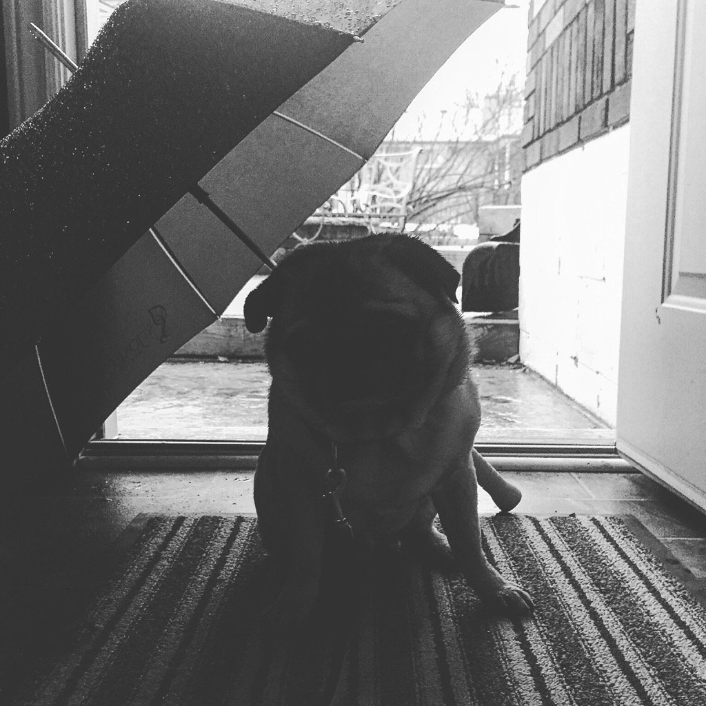 IgorPugDog's tweet photo. THIS ...is never a good way to start your day.
#rain #pug #ldnont #hategettingwet https://t.co/sZJjwvo5Cr