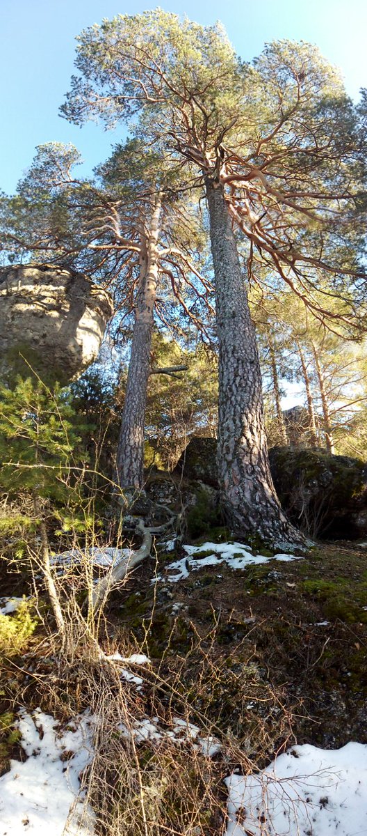 Dos preciosos #ejemplares de #Pino #Albar, abundante a partir de 1500 m. en la #Serrania de #Cuenca.
#naturaleza