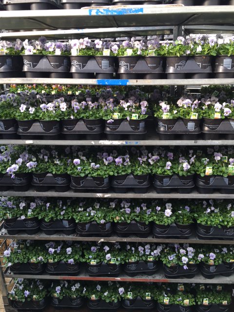 RamboNursery's tweet photo. We are shipping out beautiful flowers to our @HomeDepot stores!! #teamrambo #RamboStrong https://t.co/KihQicjhoy
