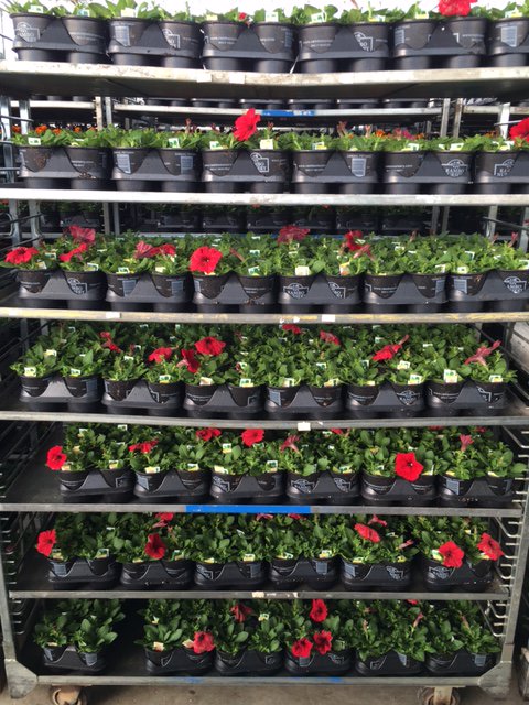 RamboNursery's tweet photo. We are shipping out beautiful flowers to our @HomeDepot stores!! #teamrambo #RamboStrong https://t.co/KihQicjhoy