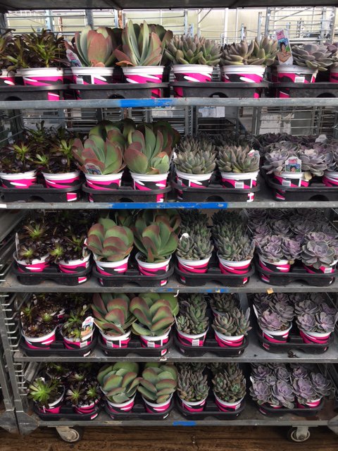 RamboNursery's tweet photo. We are shipping out beautiful flowers to our @HomeDepot stores!! #teamrambo #RamboStrong https://t.co/KihQicjhoy