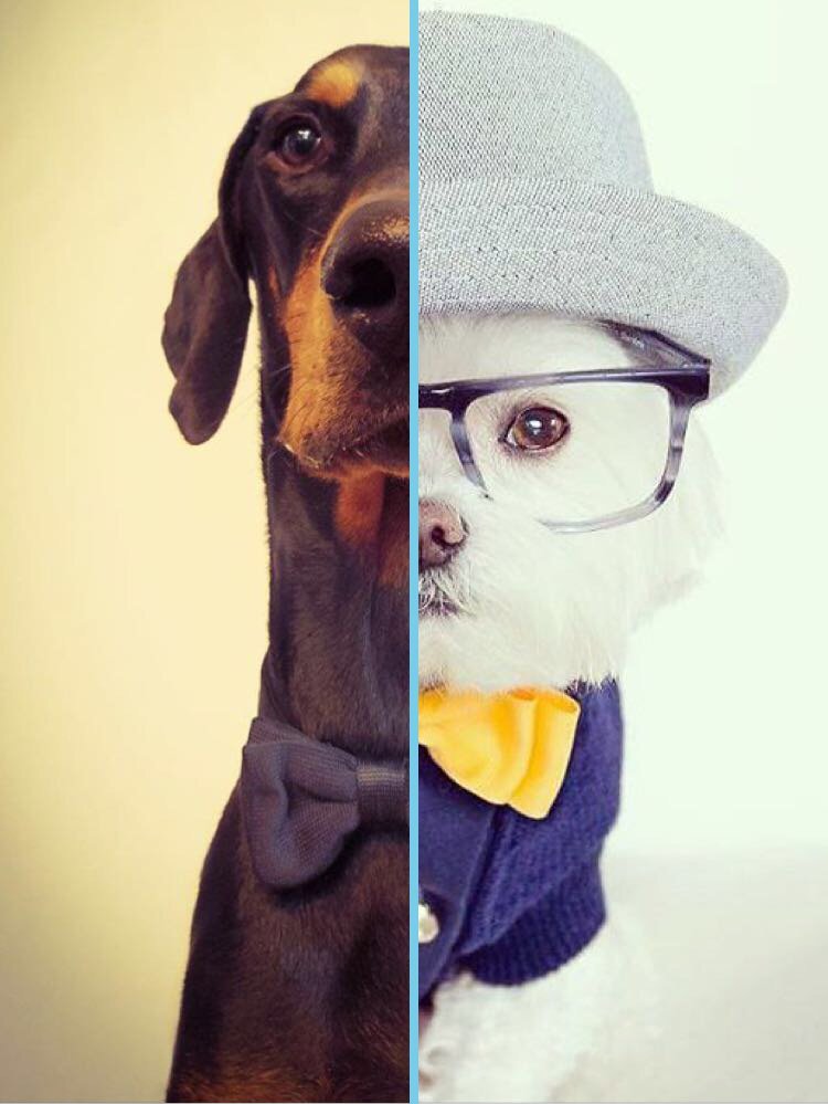 Shopdrobe's tweet image. Dark bowtie vs. 
Bright bowtie #download #shopdrobe #leftorright #pollme