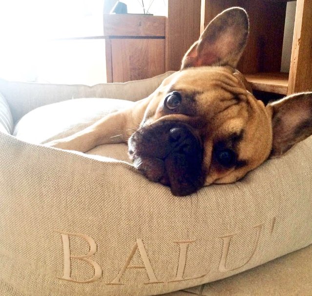 Tailorsden's tweet photo. Personalized Tea Model for the amazing Balú! 
Shop online https://t.co/e9lXffHacl #dogbeds #interiordesign https://t.co/3cSmswvKru
