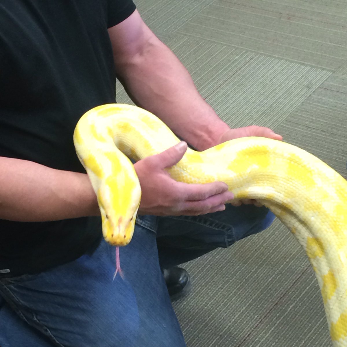 hesterscience's tweet image. Reptile club! Giant Python!