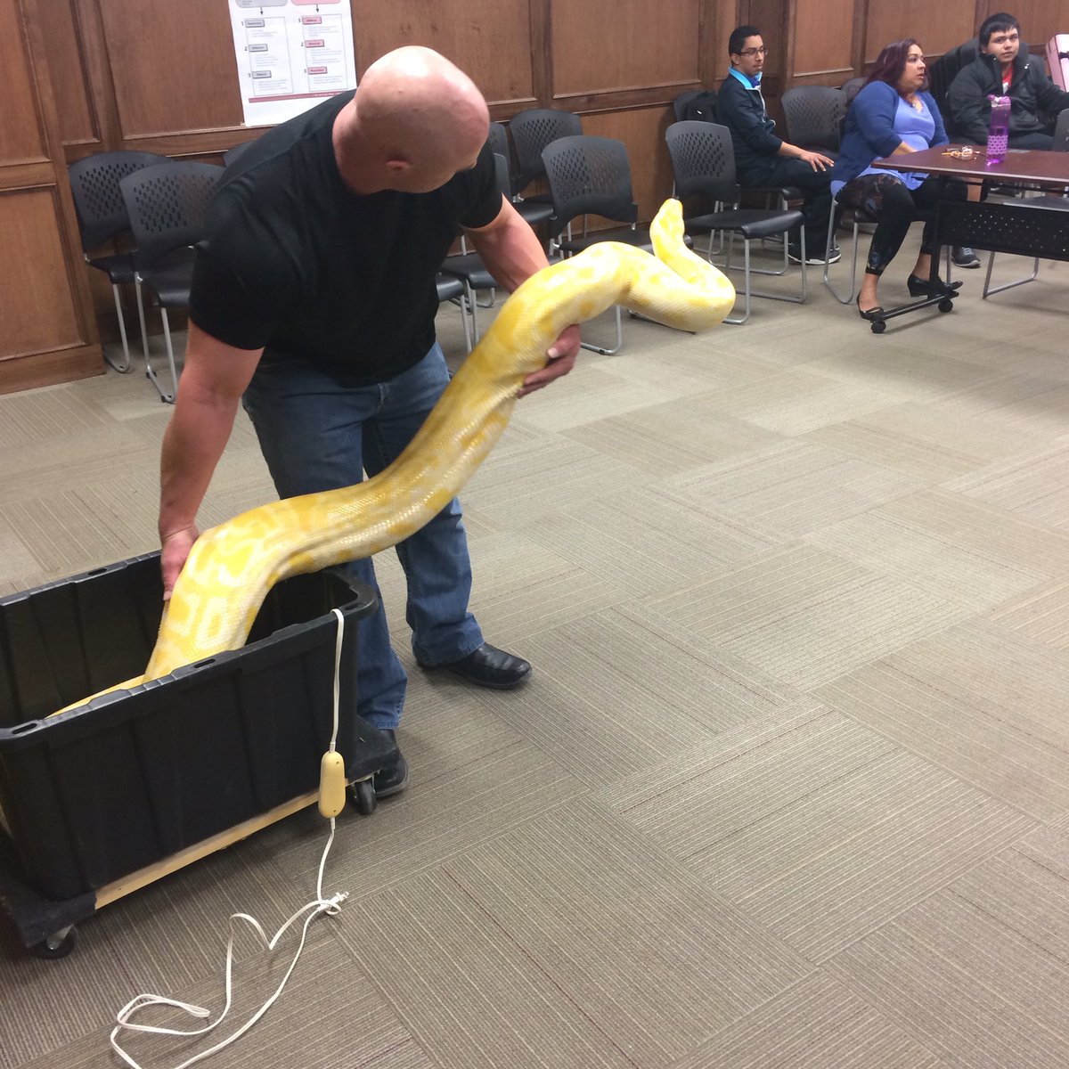 hesterscience's tweet image. Reptile club! Giant Python!