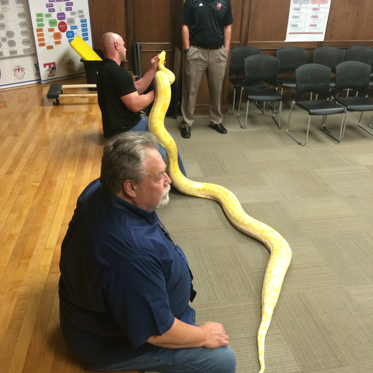 hesterscience's tweet image. Reptile club! Giant Python!