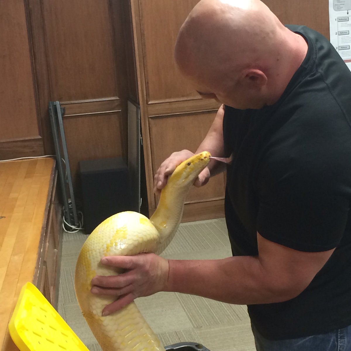 hesterscience's tweet image. Reptile club! Giant Python!