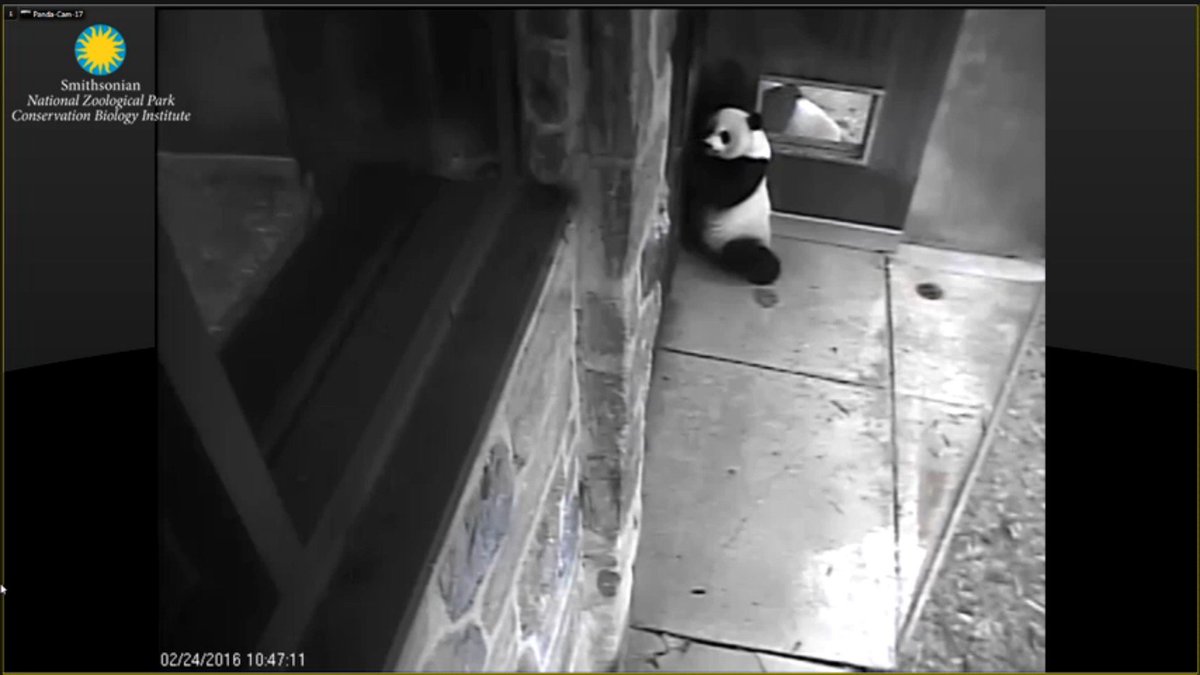 JoyHinnant's tweet photo. They/re waitin... @ the #TreatWindow  #Mei &amp; #Tian  Absolutely #LuvThem2Pieces https://t.co/5aYTyvtMvW