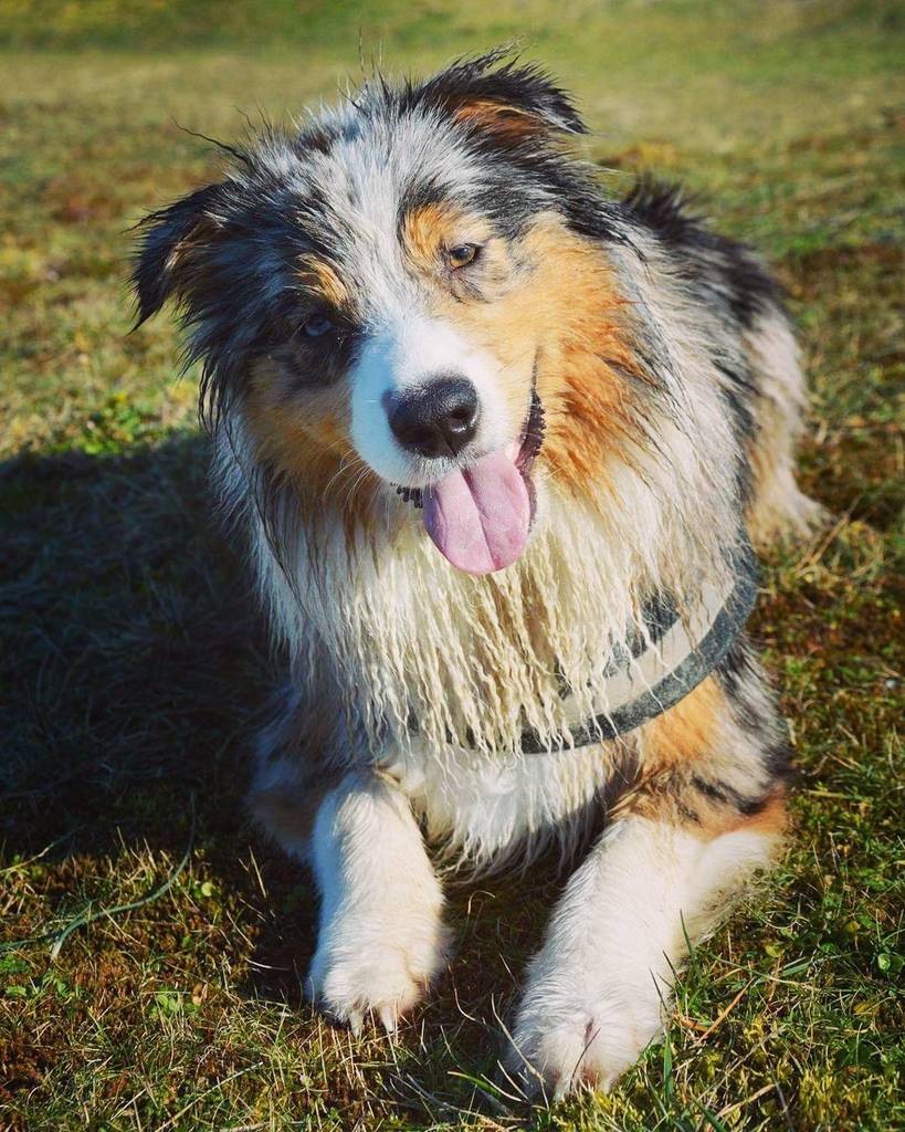 Cinemanimo1's tweet photo. https://t.co/uQjX6EiD2W ❤
#Mydog #Chien #Chiot #Bébéchien #Puppydog #Aussipuppy #Bleumerle #Bergeraustralien #Aust… https://t.co/JTXJoEjCwj
