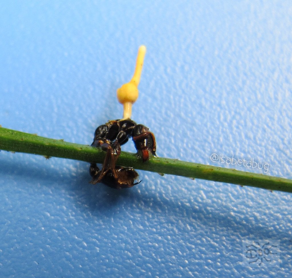 isabetabug's tweet photo. An antennal attempt to contact extra terrestrials?! :P
#Cordyceps #hymenoptera #ant #borneoBug https://t.co/vG8Z3idRA6