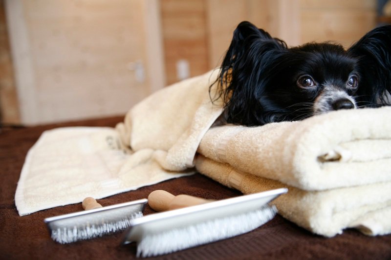 PoochDogSpa's tweet photo. @PoochDogSpa are delighted to be partnering with @RedLetterDaysUK https://t.co/TkGTXVxTev https://t.co/FiFB5LVJTl