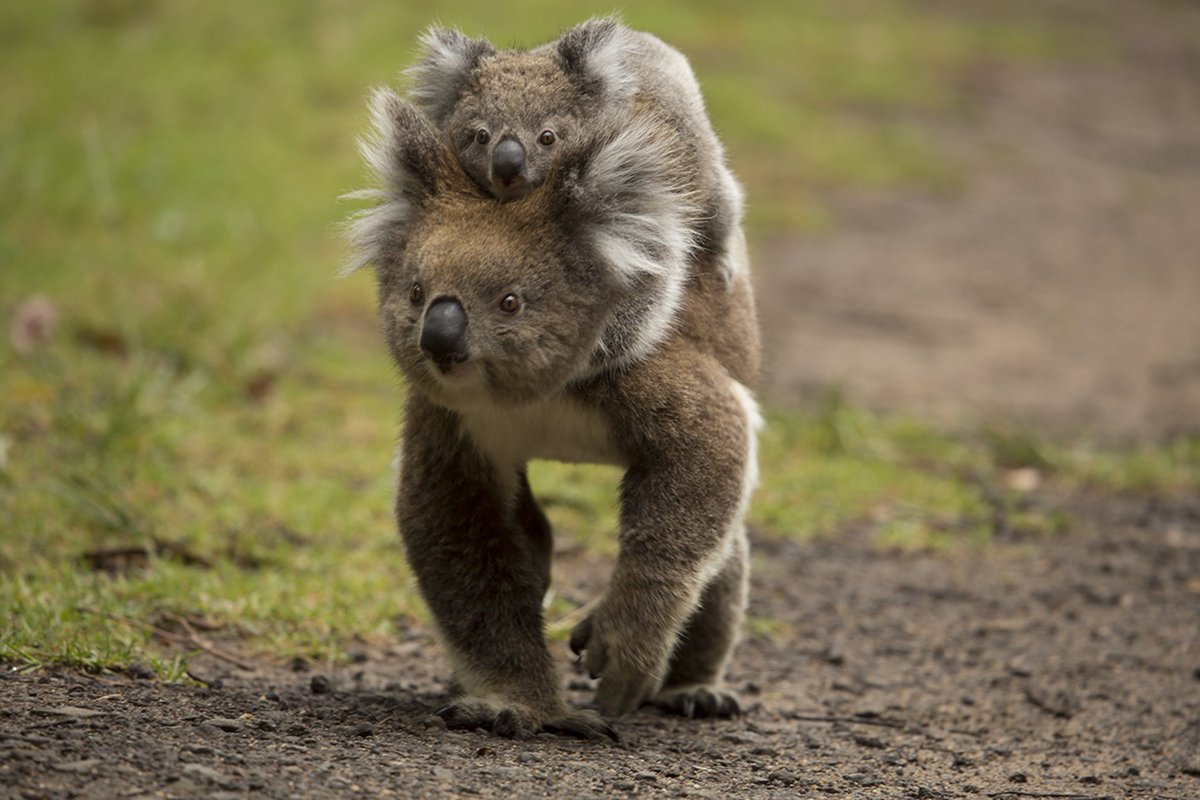 500px's tweet photo. A mother koala carrying her baby. Photo by Irca Caplikas: https://t.co/q0QQrf9Oil #WildlifeWednesday https://t.co/jrWliRlN21