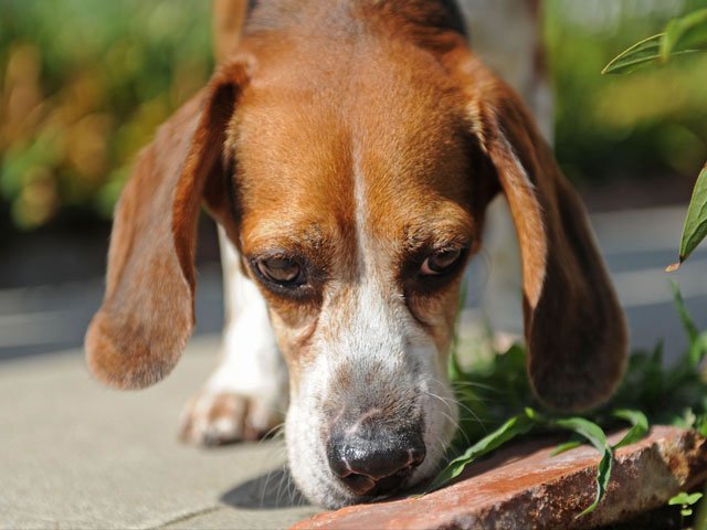 BioCosillas's tweet photo. El sentido del olfato de un #perro es 1.000 veces superior al de los humanos https://t.co/Pq7OGdSok2