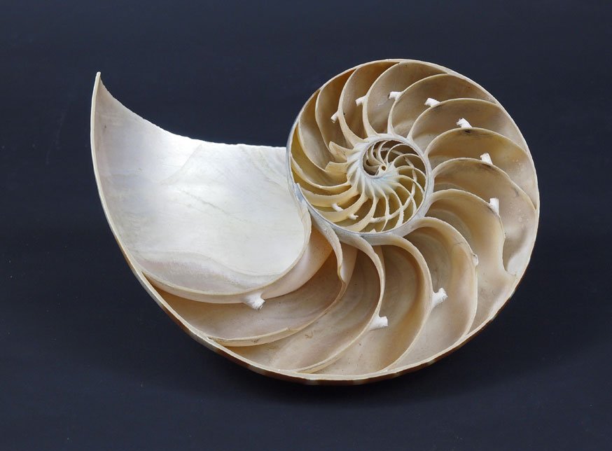 LinkinCollWales's tweet photo. @NewportMuseum  #natsci highlights now on @pplscollection https://t.co/BU7vl82jQS. TY @bac1066 - exquisite photos https://t.co/9vp5HrI2P1