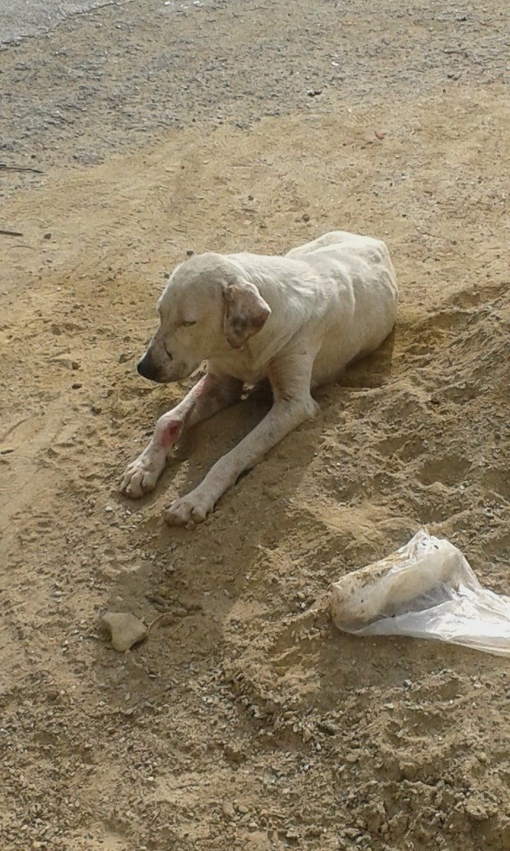 aiskelg's tweet photo. @PerroUsuario Ayuden a este perrito x favor esta herido Urb.Guaracarumbo al lado de Res.Lancetru catia la mar https://t.co/0cUugfJeD9