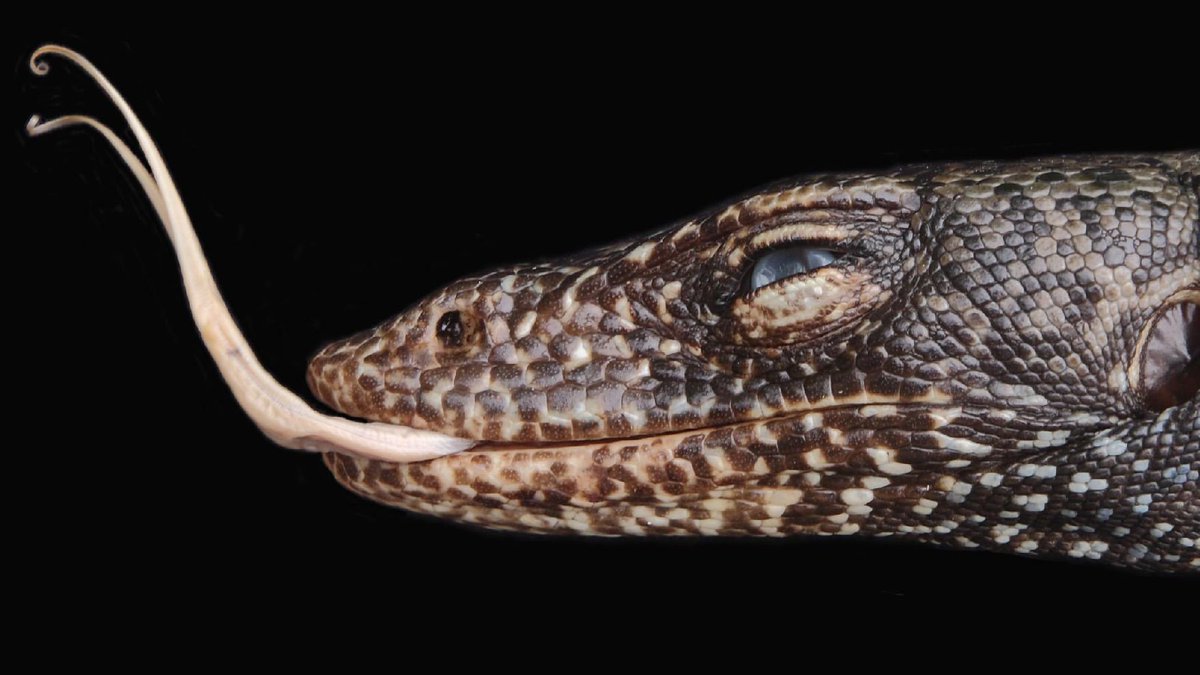 Million-year-old lizard species discovered on remote Pacific island