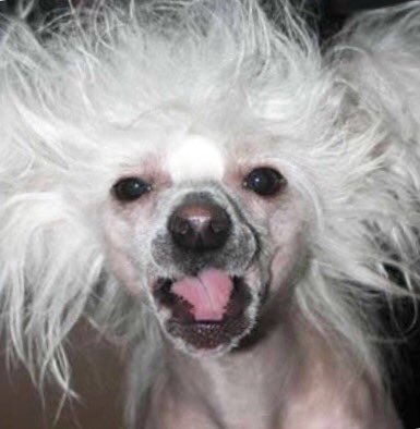 YouAreDogNow's tweet image. .@SenSanders You Are Dog Now