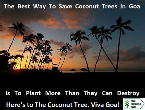 the_turningtide's tweet photo. The State tree, symbolic essence of Goa, the humble yet majestic Coconut Tree, offers allot and ask's nothing. https://t.co/Hw0dHM0d3S
