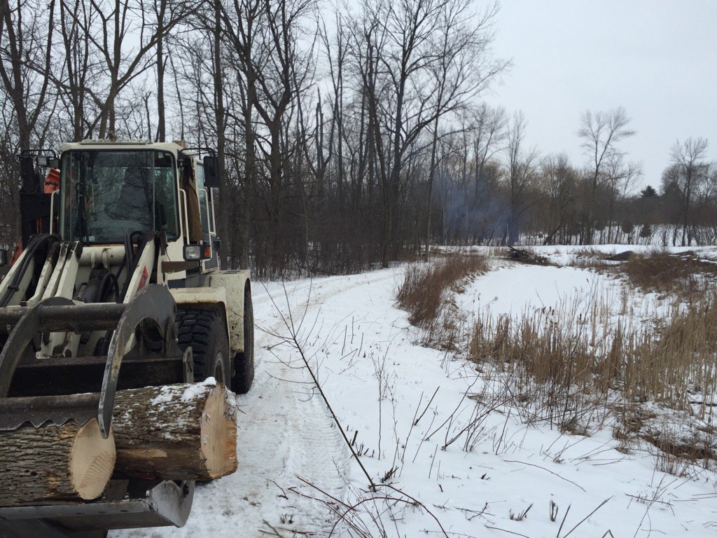 Ash trees infected with the Emerald Ash Borer are being removed across street from Lime Kiln Park by Grafton crews.