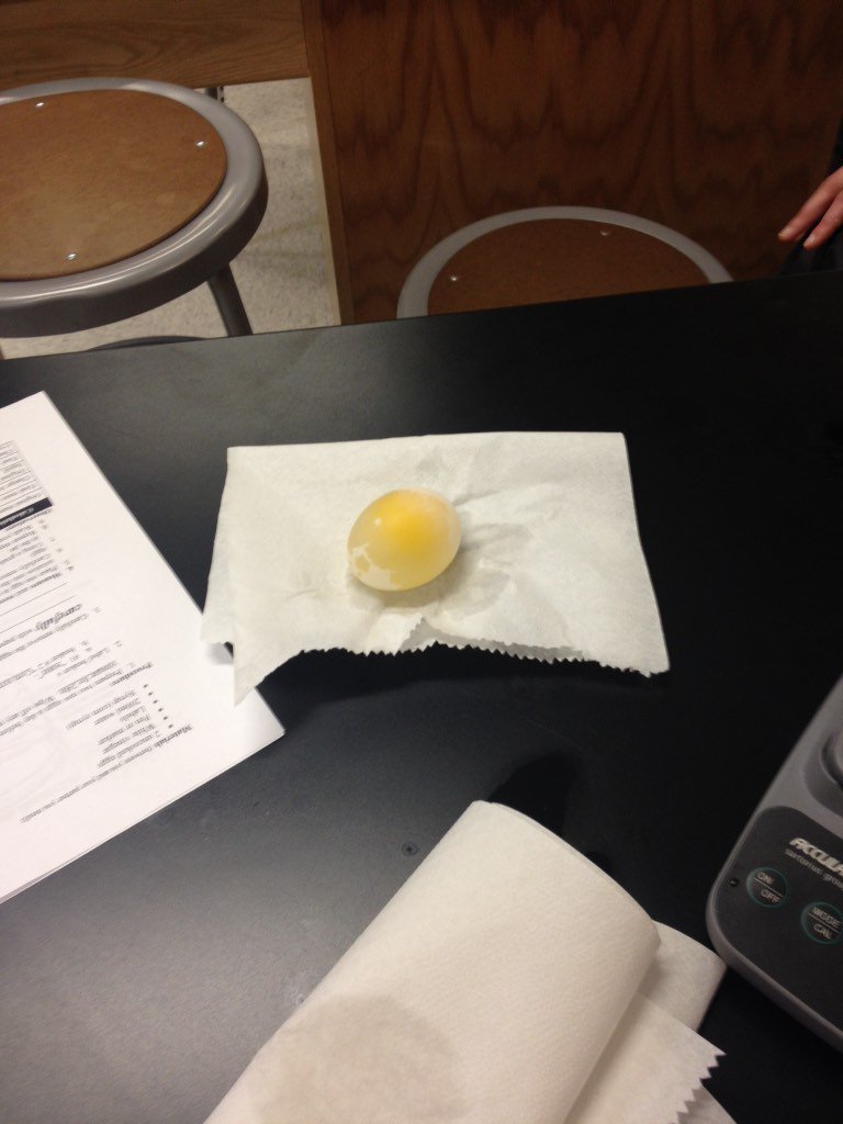 beckyjcarr's tweet photo. Can't wait to see the results of our eggcelent eggsperiment! @rundleacademy @ms_irick @MsHScott https://t.co/NuHSk7fpPM